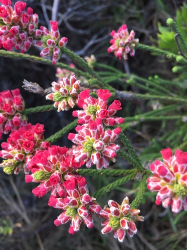 Audouinia capitata (Audouinia capitata)