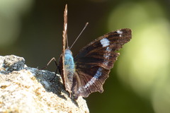 Kaniska canace nojaponicum