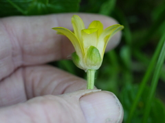 Ficaria verna ficariiformis