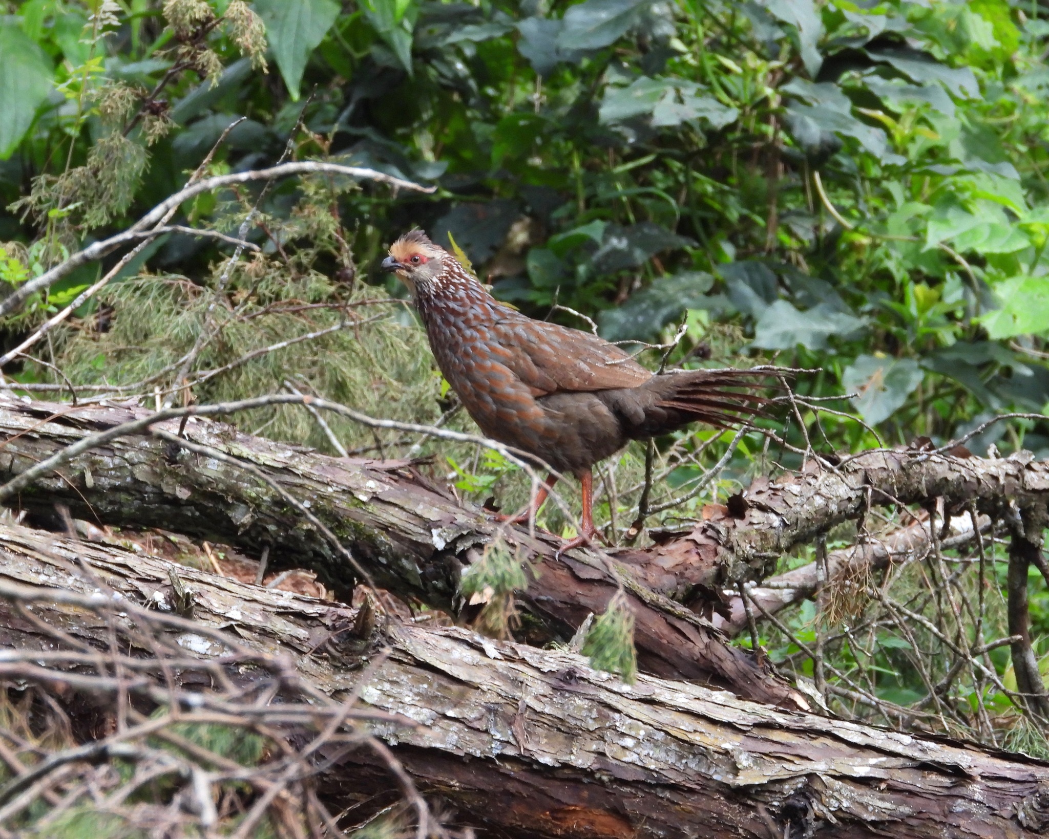 Buffy-crowned Wood-Partridge illustration