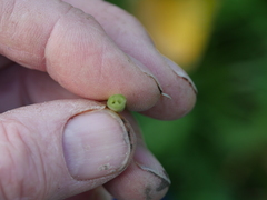 Ficaria verna ficariiformis