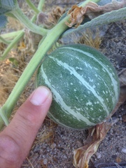 Cucurbita foetidissima