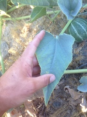 Cucurbita foetidissima