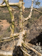 Commiphora marlothii