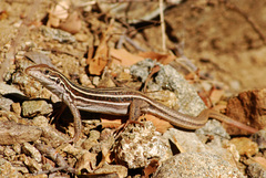 Aspidoscelis sonorae