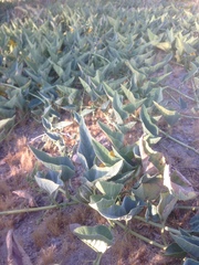 Cucurbita foetidissima