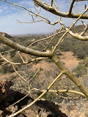 Commiphora marlothii