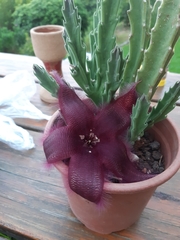 Stapelia