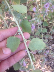 Malacothamnus marrubioides