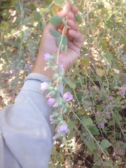 Malacothamnus marrubioides