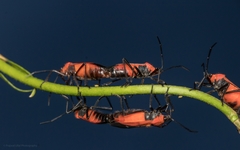 Oncopeltus nigriceps