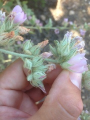 Malacothamnus marrubioides