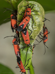 Oncopeltus nigriceps