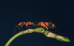 Oncopeltus nigriceps