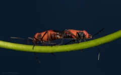 Oncopeltus nigriceps