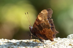 Kaniska canace nojaponicum