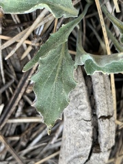 Viola pinetorum grisea