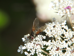 Macquartia grisea