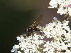 Macquartia grisea