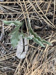 Viola pinetorum grisea