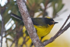 Myioborus flavivertex