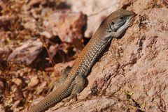 Aspidoscelis xanthonotus