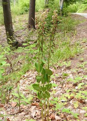 Epipactis helleborine orbicularis