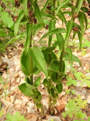 Epipactis helleborine orbicularis