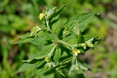 Lithospermum latifolium