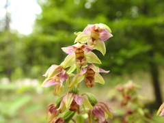 Epipactis helleborine orbicularis