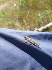 Euchorthippus pulvinatus