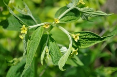 Lithospermum latifolium