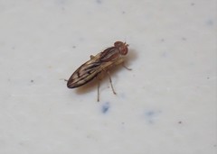Opomyzoidea