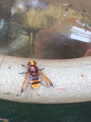 Volucella zonaria