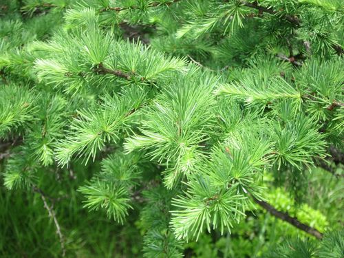 Japanese larch
