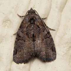 Pseudeustrotia indeterminata