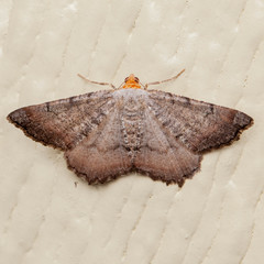 Macaria distribuaria