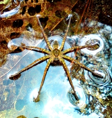Dolomedes holti