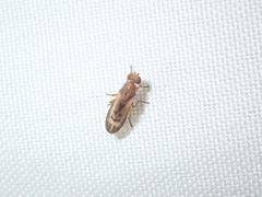 Opomyzoidea