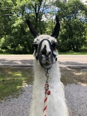 Lama