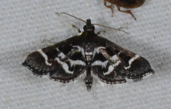 Diasemiodes janassialis