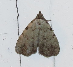 Dyspyralis puncticosta