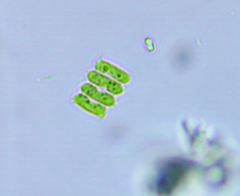 Scenedesmus