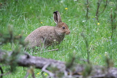 Lepus timidus varronis