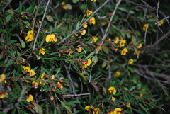 Bossiaea linophylla
