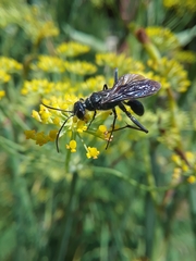 Chalybion zimmermanni