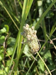 Allium