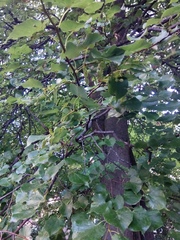 Tilia cordata