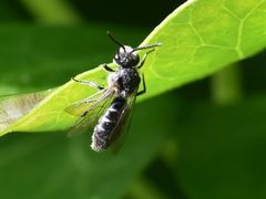 Lasioglossum sexnotatum