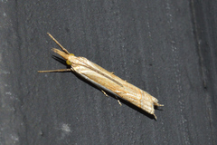 Fernandocrambus